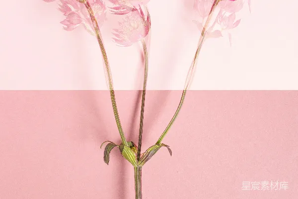 高清摄影 透明花瓣的优雅花卉