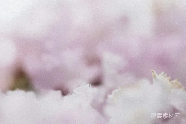 高清摄影 粉色花瓣的温柔时刻