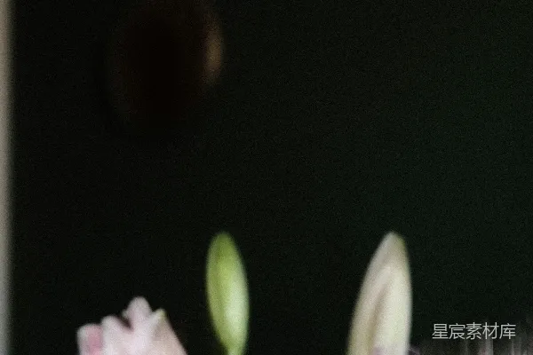 高清摄影 静谧的花束