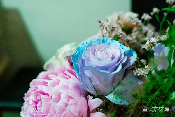高清摄影 梦幻渐变色的花束