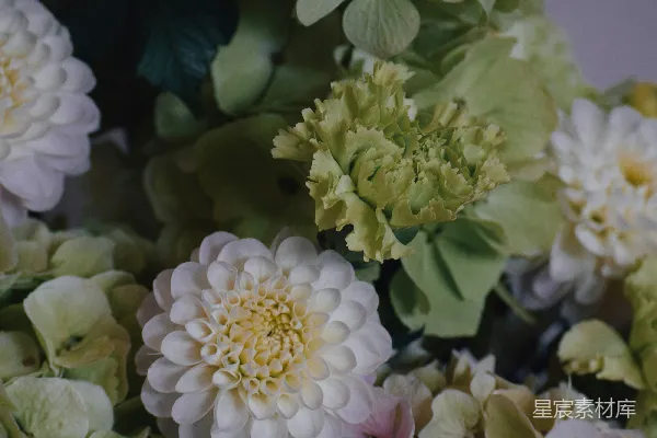 高清摄影 绿意盎然的花卉特写