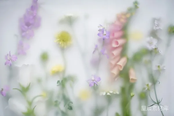 高清摄影 梦幻般的花卉梦境