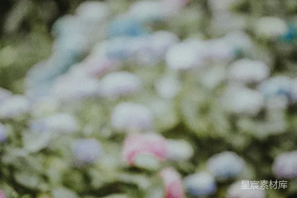 高清摄影 朦胧的花海