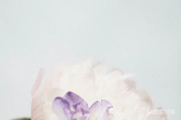 高清摄影 淡雅的花束特写