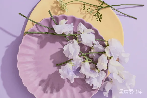 高清摄影 淡紫色盘子上的白色花朵