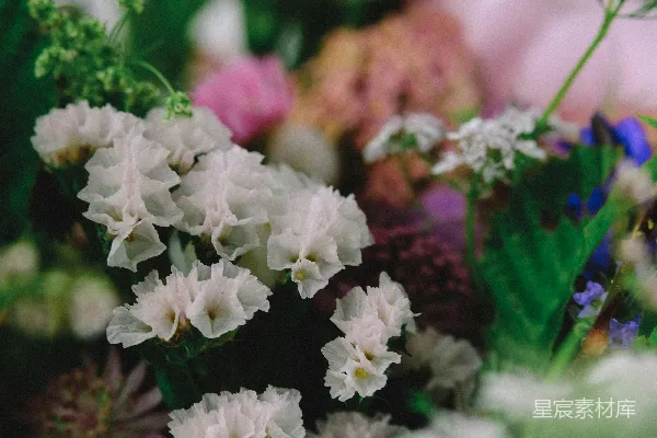 高清摄影 静谧的花海：多姿多彩的自然之美