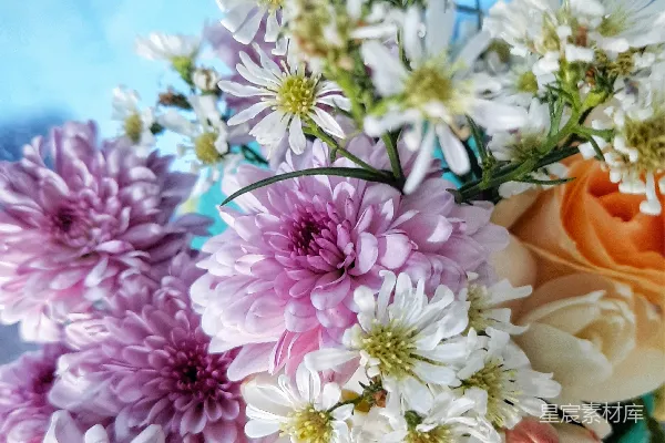 高清摄影 阳光下的花束