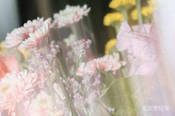 高清摄影 透过纱窗的花束