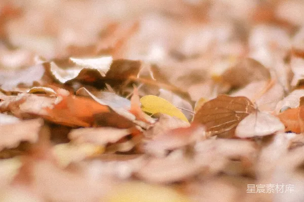 高清摄影 秋日落叶