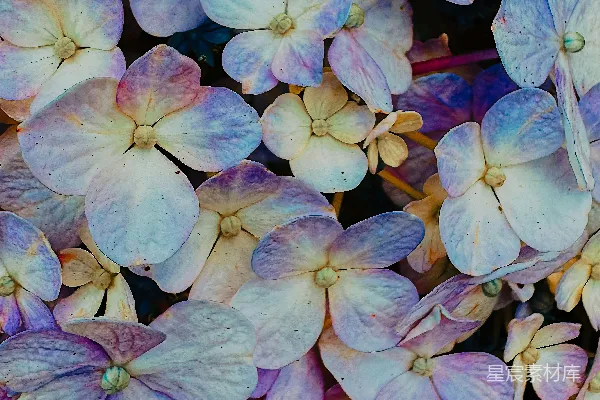 高清摄影 梦幻蓝紫色绣球花