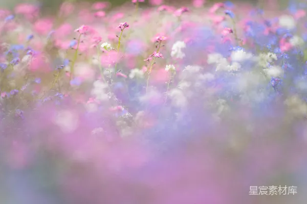 高清摄影 朦胧花海