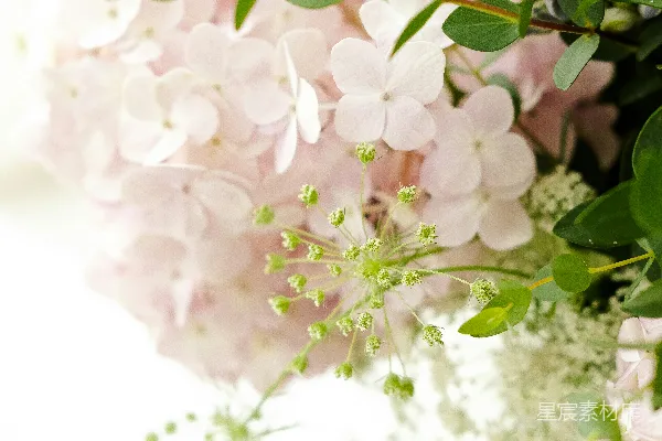 高清摄影 柔和的花束特写