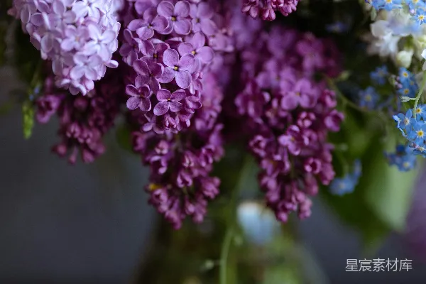 高清摄影 淡紫色丁香花束