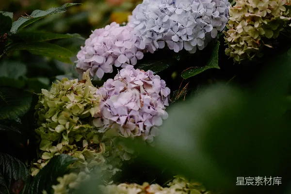 高清摄影 雨后盛开的绣球花