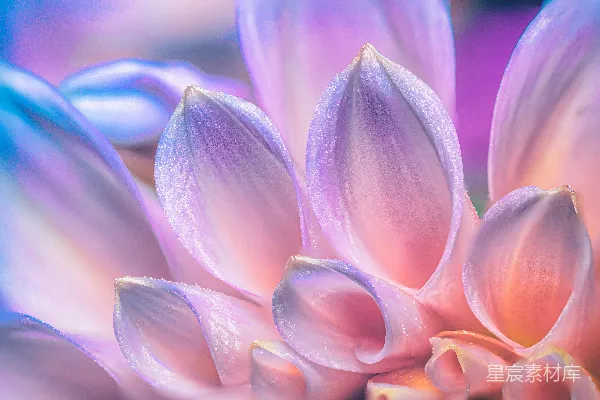 高清摄影 梦幻紫色花瓣特写