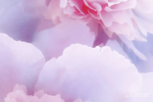 高清摄影 淡雅粉色牡丹花特写