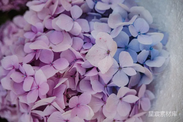 高清摄影 紫色绣球花特写