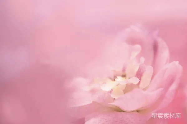 高清摄影 粉红花瓣特写