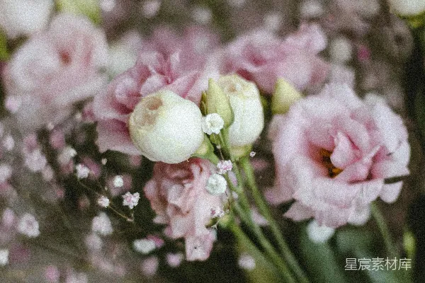 高清摄影 粉色花束的柔美