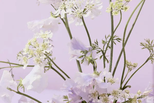 高清摄影 淡紫色背景上的白色花束