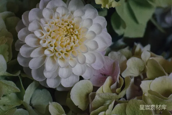高清摄影 优雅的白色花朵