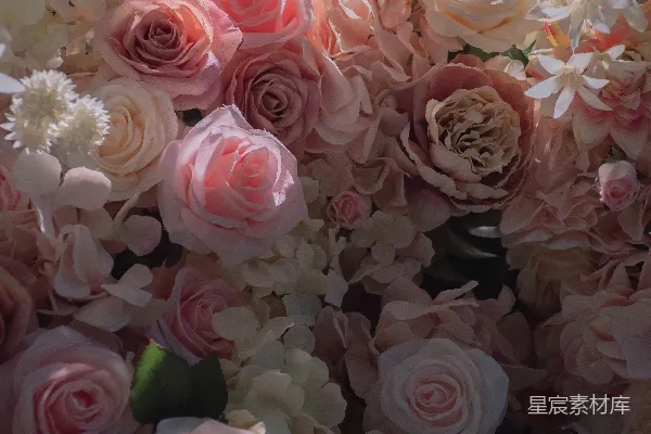 高清摄影 粉嫩玫瑰花墙