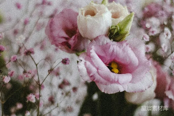 高清摄影 淡雅粉色花朵特写