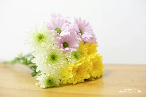 高清摄影 柔和色调的菊花花束