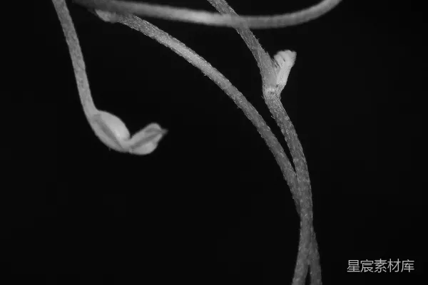 高清摄影 抽象植物线条