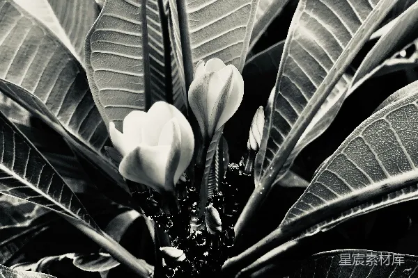 高清摄影 黑白花卉特写