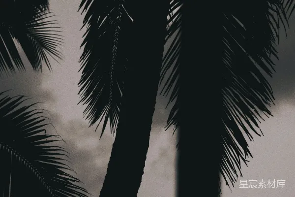 高清摄影 棕榈树剪影