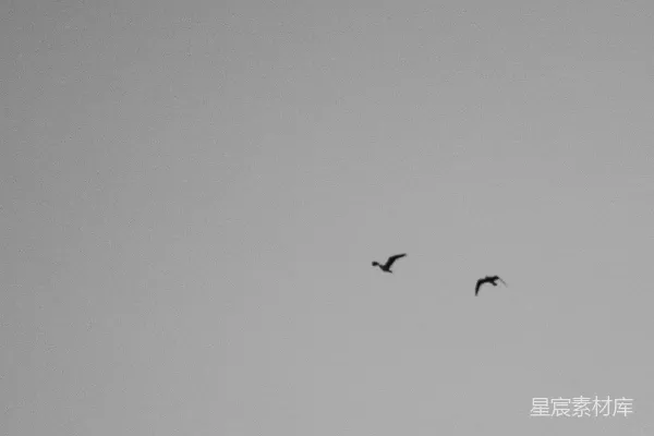 高清摄影 天空中的鸟影