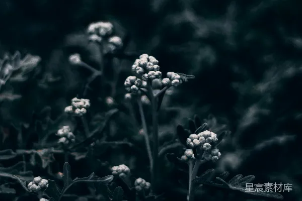 高清摄影 静谧的自然微景
