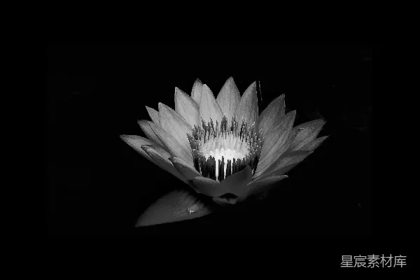 高清摄影 黑白色调的莲花