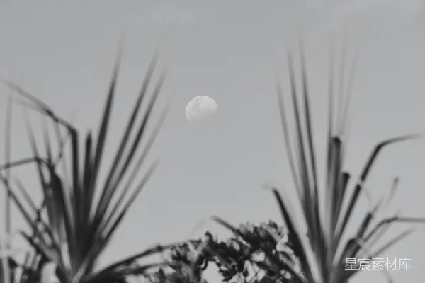 高清摄影 月夜下的植物