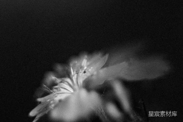 高清摄影 夜色中的花朵