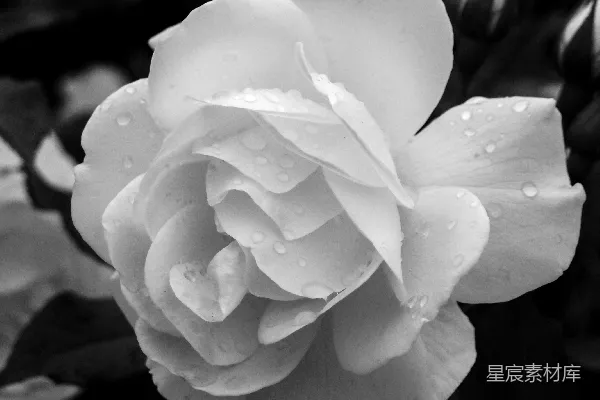 高清摄影 黑白玫瑰：雨后静谧