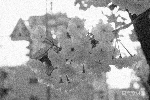 高清摄影 黑白樱花与城市的剪影