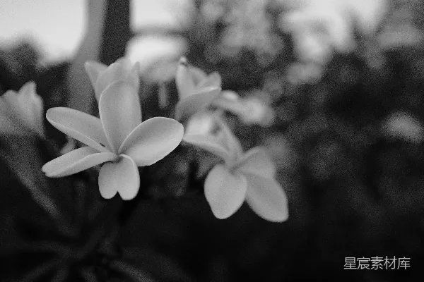 高清摄影 黑白花影