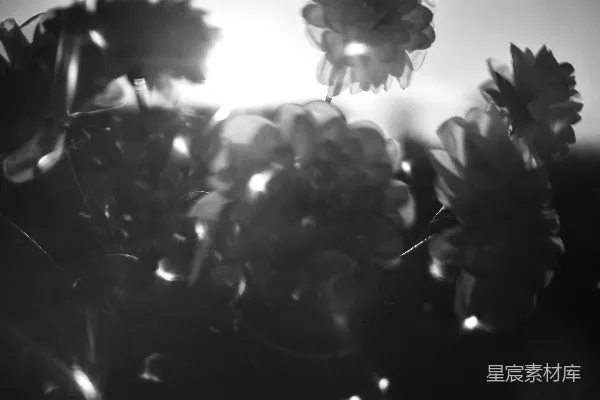 高清摄影 光影中的花影