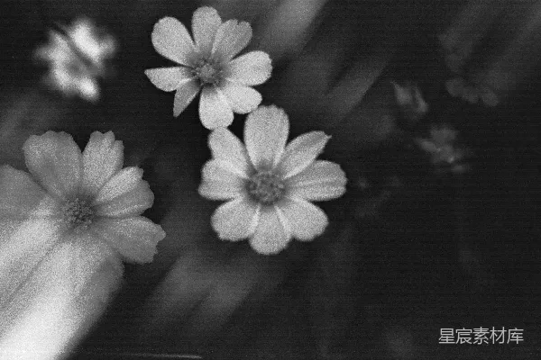 高清摄影 黑白花朵特写
