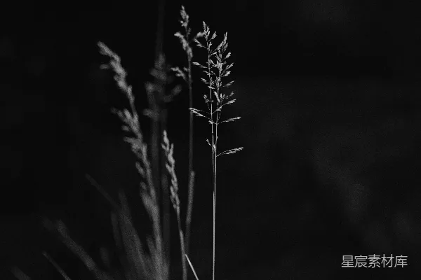 高清摄影 夜色中的芦苇