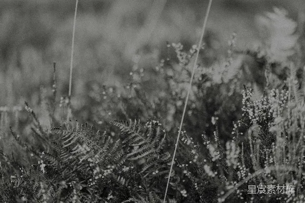 高清摄影 黑白的自然田野