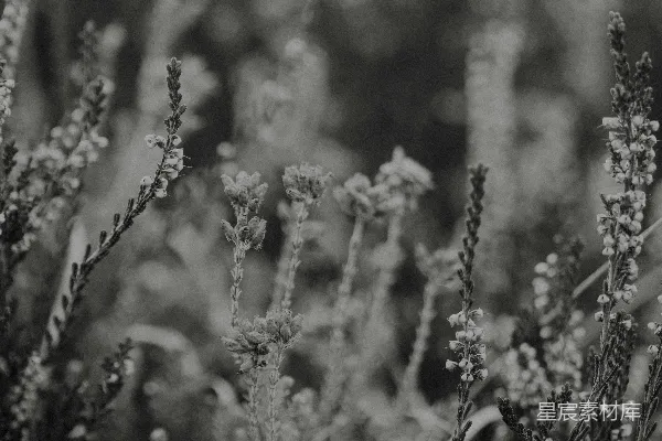 高清摄影 黑白花卉特写