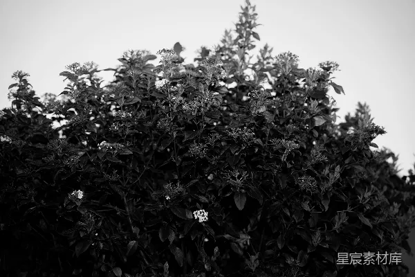 高清摄影 黑白花卉的宁静