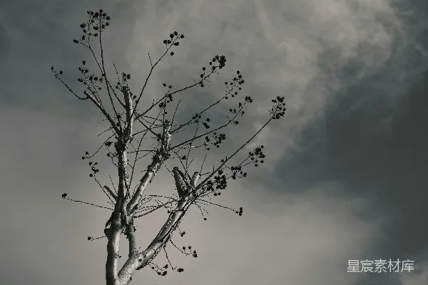 高清摄影 枯树下的寂静