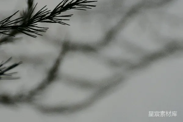 高清摄影 雪中的松枝