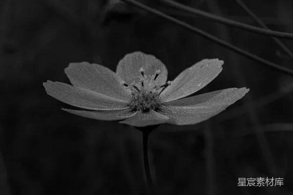 高清摄影 黑白花影