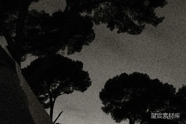 高清摄影 黄昏下的松树剪影