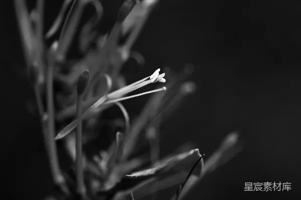 高清摄影 黑白花卉特写